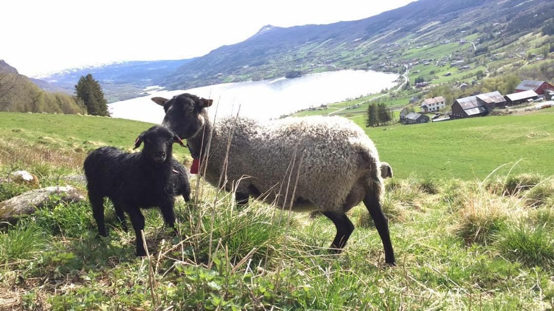 Søye og to svarte lam på beite med utsikt over dalen.