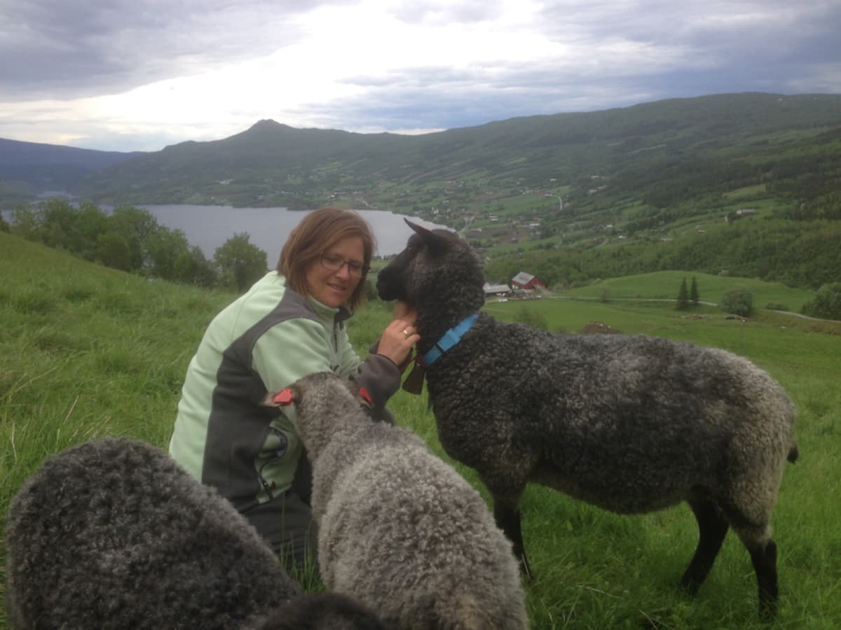 En kvinne koser med en mørk pelssau på beitet.
